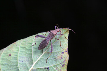 Point bee edge stink bug in the wild, North China