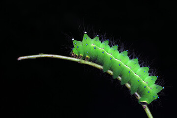Lepidoptera larvae in the wild, North China