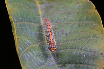 Lepidoptera larvae in the wild, North China