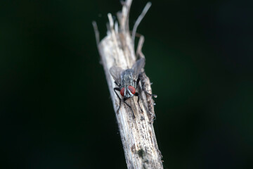 Flies on wild plants, North China