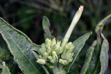 Tobacco plants are on the farm, North China