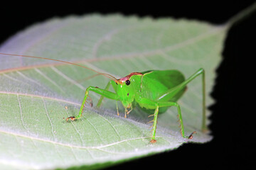 Katydid nymphs in the wild, North China