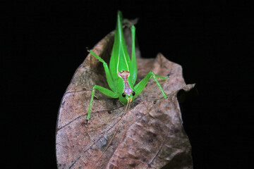 Katydid nymphs in the wild, North China