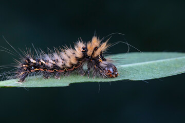 Lepidoptera larvae in the wild, North China