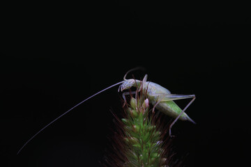Tree cricket on wild plants, North China
