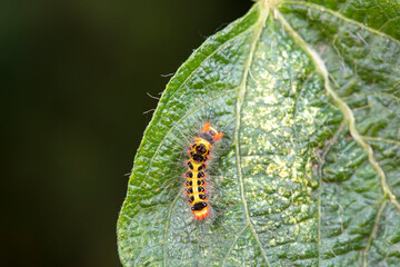 Lepidoptera larvae in the wild, North China