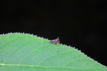 Leaf cicada on wild plants, North China