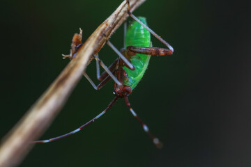Hemiptera bugs in the wild, North China