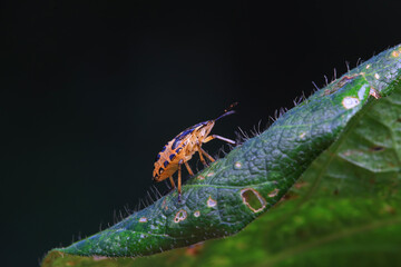 Hemiptera bugs in the wild, North China