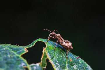 Point bee edge stink bug in the wild, North China