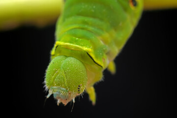 Lepidoptera larvae in the wild, North China