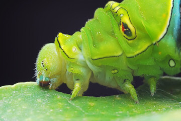 Lepidoptera larvae in the wild, North China