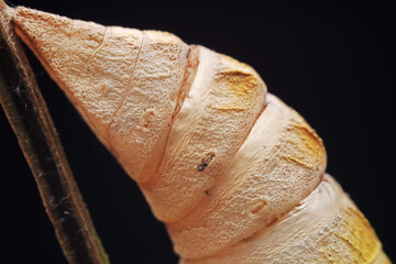 Lepidoptera larvae in the wild, North China
