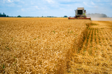 Heavy technics in wheat field during the sunny day. Yellow combine harvesting dry wheat. Farmer observing process