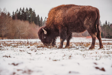 A bison grazes on a snowy winter field