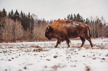 a bison walking along the snowy winter field against a forest background