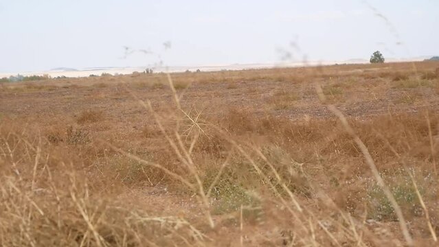 bush of grass rolls on the field blown by wind, Spain