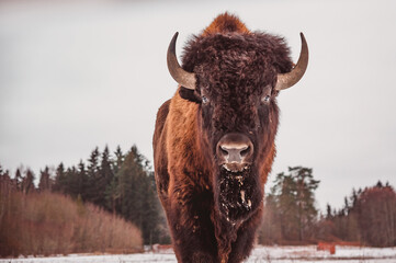 a frontal portrait of a bison against a forest background