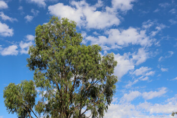 eucalyptus tree against blue sky