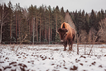 a bison walking in the snowy winter field against a forest background