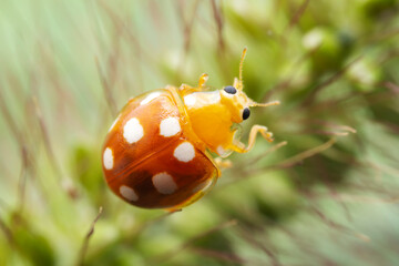 Ladybugs on wild plants, North China