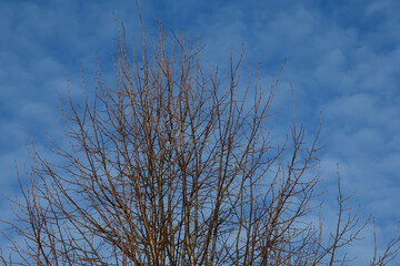 The crown of a tree without leaves against the sky. Bare branches