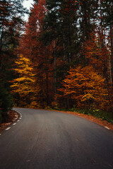 Autumn forest roads, Carpathians, Romania