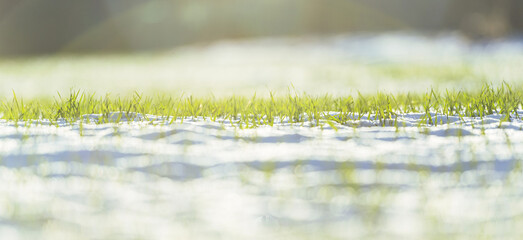 snowy field lit by the rays of the sun. Green grass grows through the snow. Nice view of a combination of snow, green grass and a game of shadows.
