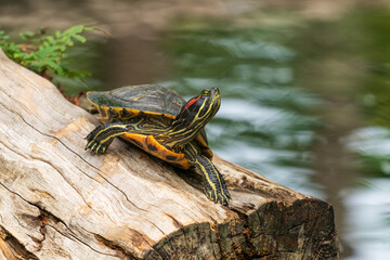 The Florida Red-bellied Turtle