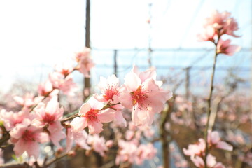 Peach blossoms in full bloom in the greenhouse, North China