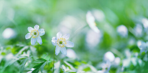 Beautiful white flowers on meadow, gentle green natural background. blossom primroses (anemones) close up. spring season