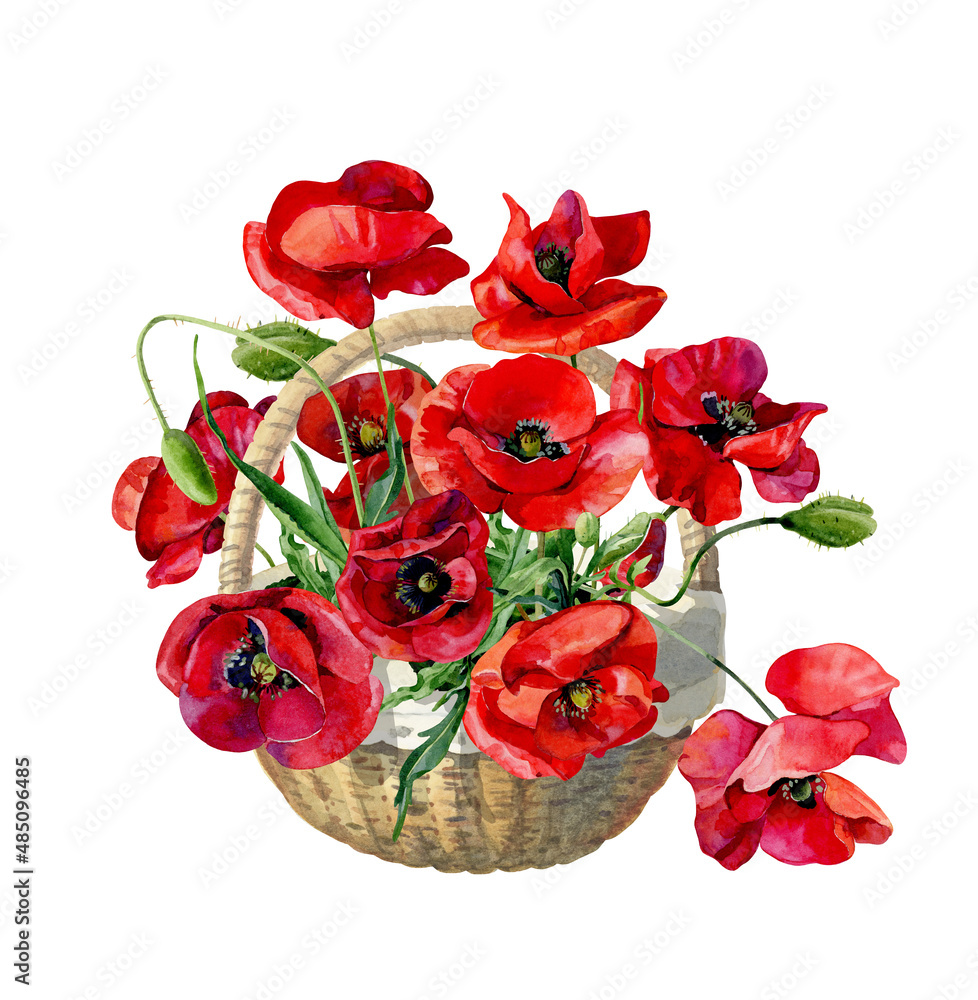 Wall mural watercolor scarlet poppies in a basket