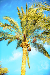 leaves and trunk of a palm tree, Egypt