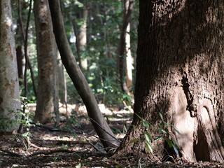 林の中に差し込む日差しの写真