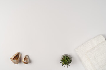 Flat lay, clean fresh towel, houseplant and seashells on white background.
