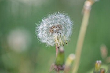 Beautiful field dandelion on the field close-up.