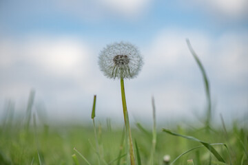 Fototapeta na wymiar Beautiful field dandelion on the field close-up.