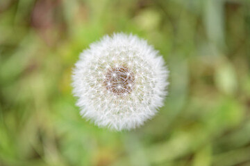 Beautiful field dandelion on the field close-up.