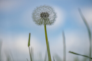 Obraz na płótnie Canvas Beautiful field dandelion on the field close-up.