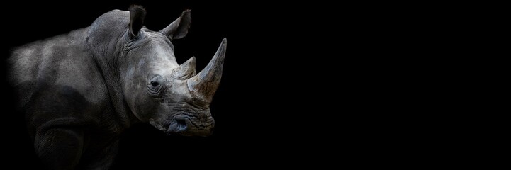 Rhino with a black background - obrazy, fototapety, plakaty