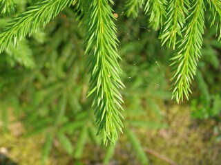 larch tree close up