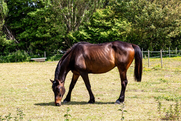 Obraz premium A Horse in a Field in the Sunshine