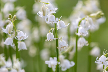 Hyacinthoides hispanica alba, also known as white bluebells, with a shallow depth of field