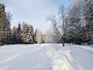 Winter in Pavlovsky Park white snow and cold trees