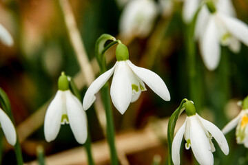 closeup of wild snowdrops (Galanthus) in February winter fall