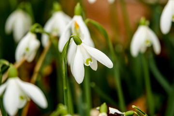closeup of wild snowdrops (Galanthus) in February winter fall