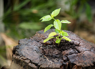 young plant grow in decay log