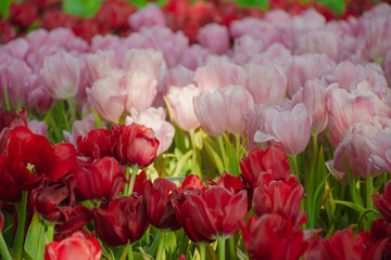 Beautiful tulips in the blooming scene
