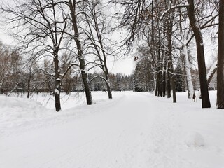 Winter in Pavlovsky Park white snow and cold trees