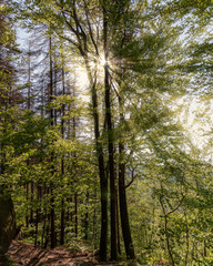 Fototapeta na wymiar Sun rays through the dense forests on a beautiful autumn day